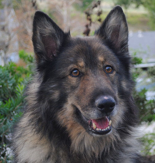 Keeshond german shepherd sales mix